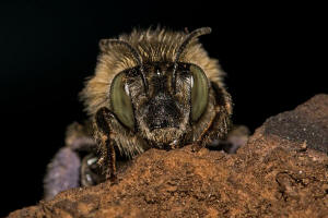 Anthophora quadrimaculata / Vierfleck-Pelzbiene / Apidae (Echte Bienen) / Ordnung: Hautflgler - Hymenoptera