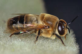 Apis mellifera (Drohn) / Honigbiene / Apinae (Echte Bienen)