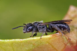 Chelostoma (Osmia) campanularum / Kurzfransige Glockenblumen-Scherenbiene / "Blattschneiderbienenartige" - Megachilidae / Ordnung: Hautflgler - Hymenoptera