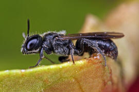 Chelostoma (Osmia) campanularum / Kurzfransige Glockenblumen-Scherenbiene / "Blattschneiderbienenartige" - Megachilidae / Ordnung: Hautflgler - Hymenoptera