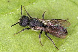 Chelostoma (Osmia) campanularum / Kurzfransige Glockenblumen-Scherenbiene / "Blattschneiderbienenartige" - Megachilidae / Ordnung: Hautflgler - Hymenoptera