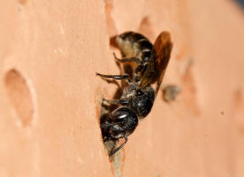 Chelostoma (Osmia) rapunculi / Hahnenfu-Scherenbiene / "Blattschneiderbienenartige" - Megachilidae / Ordnung: Hautflgler - Hymenoptera