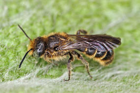Chelostoma rapunculi / Hahnenfu-Scherenbiene / "Blattschneiderbienenartige" - Megachilidae / Ordnung: Hautflgler - Hymenoptera