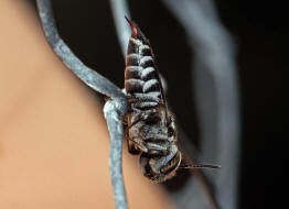 Coelioxys echinata (syn. Coelioxys rufocaudata) / Stacheltragende Kegelbiene / Megachilidae / Ordnung:  Hautflgler - Hymenoptera