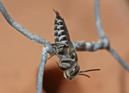 Coelioxys echinata (syn. Coelioxys rufocaudata) / Stacheltragende Kegelbiene / Megachilidae / Ordnung:  Hautflgler - Hymenoptera