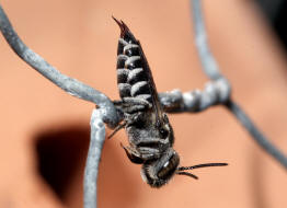 Coelioxys echinata (syn. Coelioxys rufocaudata) / Stacheltragende Kegelbiene / Megachilidae / Ordnung:  Hautflgler - Hymenoptera