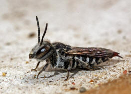 Coelioxys echinata (syn. Coelioxys rufocaudata) / Stacheltragende Kegelbiene / Megachilidae / Ordnung:  Hautflgler - Hymenoptera