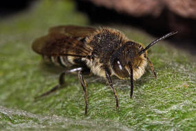 Coelioxys elongata / Langschwanz-Kegelbiene / Megachilidae / Ordnung:  Hautflgler - Hymenoptera