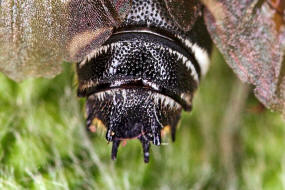 Coelioxys elongata / Langschwanz-Kegelbiene / Megachilidae / Ordnung:  Hautflgler - Hymenoptera