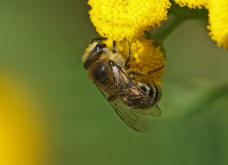 Colletes cf. daviesanus / Gemeine-Seidenbiene / Colletinae ("Seidenbienenartige")