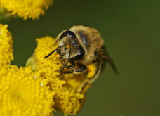 Colletes cf. daviesanus / Gemeine-Seidenbiene / Colletinae ("Seidenbienenartige")