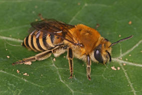 Colletes hederae / Efeu-Seidenbiene / Colletinae - "Seidenbienenartige" / Ordnung: Hautflgler - Hymenoptera