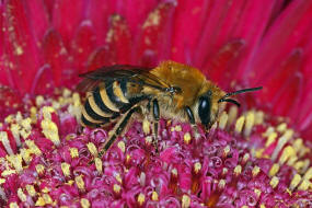 Colletes hederae / Efeu-Seidenbiene / Colletinae - "Seidenbienenartige" / Ordnung: Hautflgler - Hymenoptera