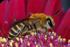 Colletes hederae / Efeu-Seidenbiene / Colletinae - "Seidenbienenartige" / Ordnung: Hautflgler - Hymenoptera