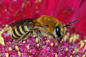 Colletes hederae / Efeu-Seidenbiene / Colletinae - "Seidenbienenartige" / Ordnung: Hautflgler - Hymenoptera