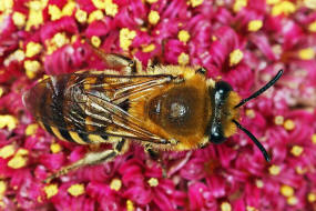 Colletes hederae / Efeu-Seidenbiene / Colletinae - "Seidenbienenartige" / Ordnung: Hautflgler - Hymenoptera