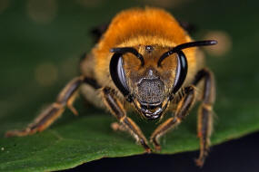 Colletes hederae / Efeu-Seidenbiene / Colletinae - "Seidenbienenartige" / Ordnung: Hautflgler - Hymenoptera