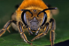 Colletes hederae / Efeu-Seidenbiene / Colletinae - "Seidenbienenartige" / Ordnung: Hautflgler - Hymenoptera