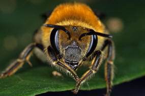 Colletes hederae / Efeu-Seidenbiene / Colletinae - "Seidenbienenartige" / Ordnung: Hautflgler - Hymenoptera