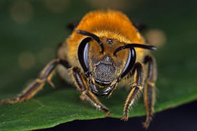 Colletes hederae / Efeu-Seidenbiene / Colletinae - "Seidenbienenartige" / Ordnung: Hautflgler - Hymenoptera