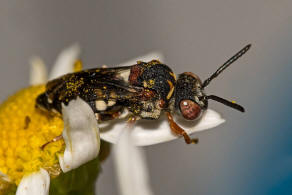 Epeolus variegatus / Gewhnliche Filzbiene / Apidae (Echte Bienen) / Ordnung: Hautflgler - Hymenoptera