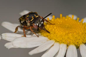 Epeolus variegatus / Gewhnliche Filzbiene / Apidae (Echte Bienen) / Ordnung: Hautflgler - Hymenoptera