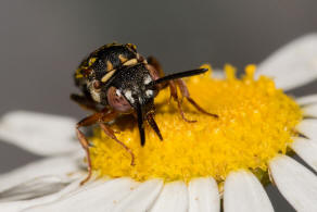 Epeolus variegatus / Gewhnliche Filzbiene / Apidae (Echte Bienen) / Ordnung: Hautflgler - Hymenoptera