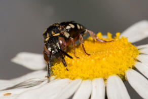 Epeolus variegatus / Gewhnliche Filzbiene / Apidae (Echte Bienen) / Ordnung: Hautflgler - Hymenoptera