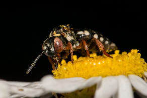 Epeolus variegatus / Gewhnliche Filzbiene / Apidae (Echte Bienen) / Ordnung: Hautflgler - Hymenoptera