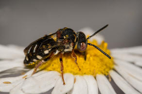 Epeolus variegatus / Gewhnliche Filzbiene / Apidae (Echte Bienen) / Ordnung: Hautflgler - Hymenoptera