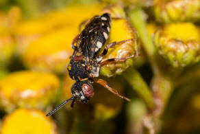 Epeolus variegatus / Gewhnliche Filzbiene / Apidae (Echte Bienen) / Ordnung: Hautflgler - Hymenoptera