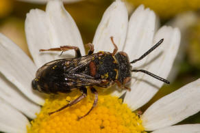 Epeolus variegatus / Gewhnliche Filzbiene / Apidae (Echte Bienen) / Ordnung: Hautflgler - Hymenoptera