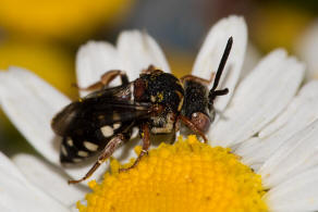 Epeolus variegatus / Gewhnliche Filzbiene / Apidae (Echte Bienen) / Ordnung: Hautflgler - Hymenoptera