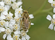 Halictus (Seladonia) confusus / Verkannte Goldfurchenbiene / Schmal- / Furchenbienen - Halictidae / Ordnung: Hautflgler - Hymenoptera