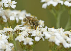 Halictus (Seladonia) confusus / Verkannte Goldfurchenbiene / Schmal- / Furchenbienen - Halictidae / Ordnung: Hautflgler - Hymenoptera