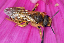 Halictus scabiosae / Gelbbinden-Furchenbiene / Schmal- / Furchenbienen - Halictidae / Ordnung: Hautflgler - Hymenoptera