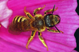 Halictus scabiosae / Gelbbinden-Furchenbiene / Schmal- / Furchenbienen - Halictidae / Ordnung: Hautflgler - Hymenoptera