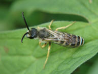 Halictus scabiosae / Gelbbinden-Furchenbiene / Schmal- / Furchenbienen - Halictidae / Ordnung: Hautflgler - Hymenoptera