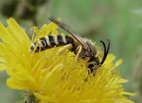 Halictus scabiosae / Gelbbinden-Furchenbiene / Schmal- / Furchenbienen - Halictidae / Ordnung: Hautflgler - Hymenoptera