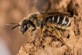 Halictus simplex s.l. / Gewhnliche Furchenbiene / Schmal- / Furchenbienen - Halictidae / Ordnung: Hautflgler - Hymenoptera