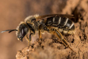 Halictus simplex s.l. / Gewhnliche Furchenbiene / Schmal- / Furchenbienen - Halictidae / Ordnung: Hautflgler - Hymenoptera