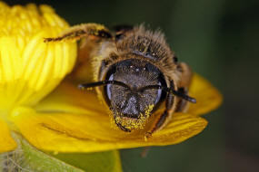 Halictus simplex s.l. / Gewhnliche Furchenbiene / Schmal- / Furchenbienen - Halictidae / Ordnung: Hautflgler - Hymenoptera