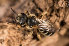 Halictus simplex s.l. / Gewhnliche Furchenbiene / Schmal- / Furchenbienen - Halictidae / Ordnung: Hautflgler - Hymenoptera