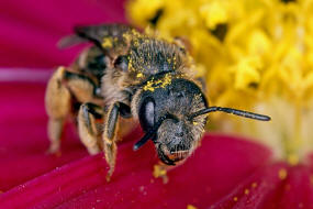 Halictus simplex s.l. / Gewhnliche Furchenbiene / Schmal- / Furchenbienen - Halictidae / Ordnung: Hautflgler - Hymenoptera