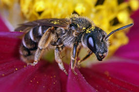 Halictus simplex s.l. / Gewhnliche Furchenbiene / Schmal- / Furchenbienen - Halictidae / Ordnung: Hautflgler - Hymenoptera