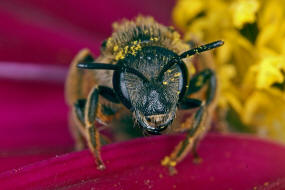 Halictus simplex s.l. / Gewhnliche Furchenbiene / Schmal- / Furchenbienen - Halictidae / Ordnung: Hautflgler - Hymenoptera