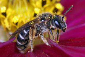 Halictus simplex s.l. / Gewhnliche Furchenbiene / Schmal- / Furchenbienen - Halictidae / Ordnung: Hautflgler - Hymenoptera