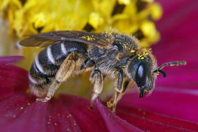 Halictus simplex s.l. / Gewhnliche Furchenbiene / Schmal- / Furchenbienen - Halictidae / Ordnung: Hautflgler - Hymenoptera