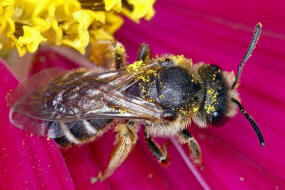 Halictus simplex s.l. / Gewhnliche Furchenbiene / Schmal- / Furchenbienen - Halictidae / Ordnung: Hautflgler - Hymenoptera