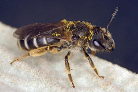 Halictus simplex s.l. / Gewhnliche Furchenbiene / Schmal- / Furchenbienen - Halictidae / Ordnung: Hautflgler - Hymenoptera